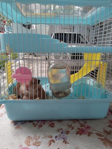 домик для кошки: Hamster üçün tam avadanlıqlı qəfəs dəsti - Rəng: açıq mavi (ağ — 2