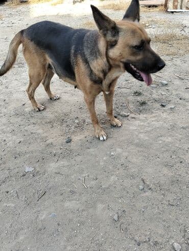 немецкая овчарка цена в баку: Немецкая овчарка, 1 год, Самка, С прививками, Самовывоз — 1