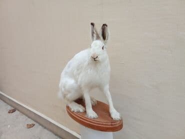 qara it sekilleri: Fiqur, rəng - Ağ — 3