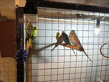 купить хамелеона в баку: Məhəbbət quşları 1Ədəd 10Azn — 6