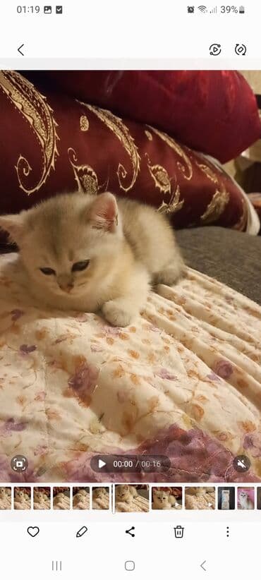 azerbaycanca pişik adlari: Britan, Erkək, Dişi, Yaxşı əllərə, Ünvandan götürmə — 7