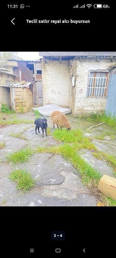 quzu satisi: Ana bala Qoyundur Tecılı satılır fikiri ciddi olan zg vursun 099 - — 1