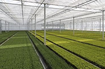 Şitillər: Parnik illik icarəyə verilir Çox xahiş olunur bu sahədə fəaloyyət — 5