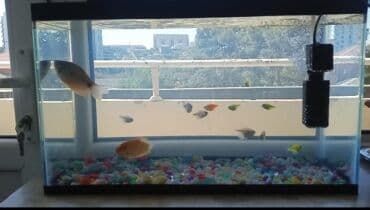 oskar balığı: Balıqlar və akvaryum biryerdə satilir — 7