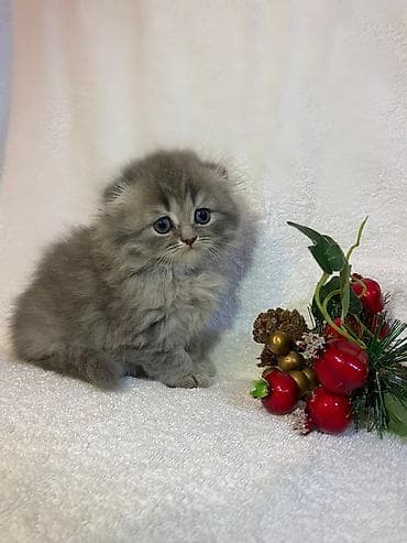 ingilis setter it cinsi: Şotland — 1