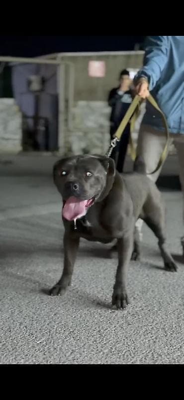 it afcarka: Kane-Korso, 1 il, Erkek — 2