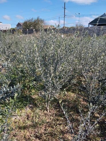 shit: Dekarativ bitgilerin satişi — 11