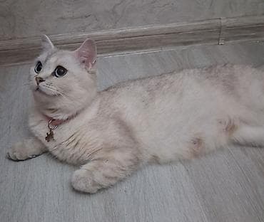 heyvanlar: Şinşilla, Dişi, Yaxşı əllərə, Ödənişli çatdırılma, Ünvandan götürmə — 1