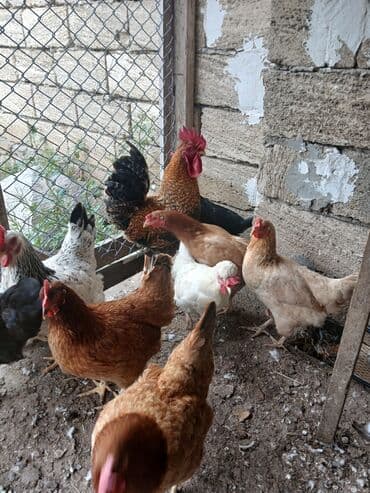 toyuq korlugu nedir: Toyuq, Damazlıq, Ödənişli çatdırılma — 3