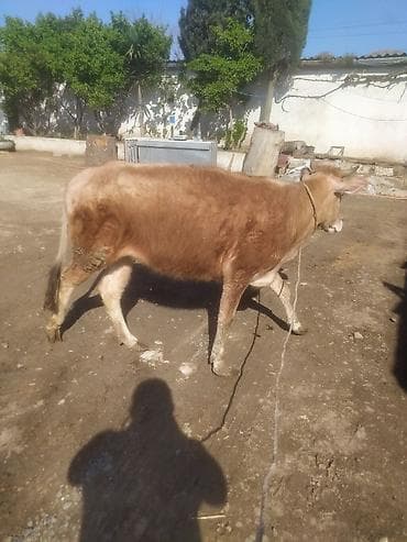 Mal-qara: Dana, buzov — 4