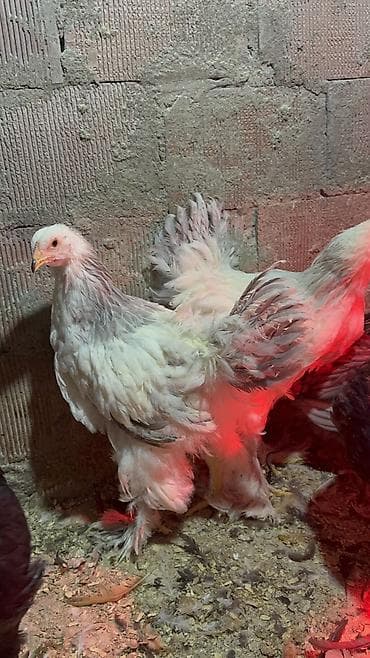 Digər heyvanlar: 3ədəd dekabrın 21i çıxmış Kalumbian brahma beçələri satılır.İri və — 4