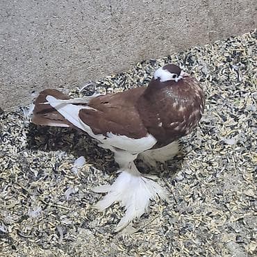 Məhsul: Nadir cins bəzək göyərçinləri – uzun “şalvarlı” (ayaq tüklü)