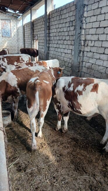 xacmazda satilan inekler: Simmental erkək danalar — 2