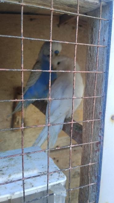 Valnistler 15 manattan hamsi hazirdi alana hopdavoy 12 manat — 2