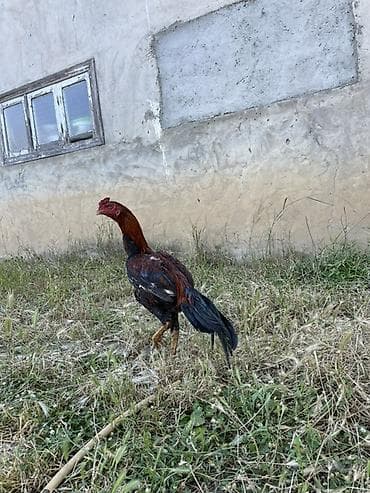 ördək balası və cücə: Xoruz, Heyratı, il: <1, Ünvandan götürmə — 2