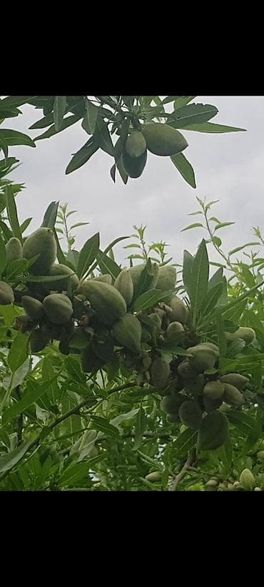 zanbaq: Badam bağı 8 yaşında. Şabranda 8 ha Badam bağı, ceşidi Feraduel və — 3