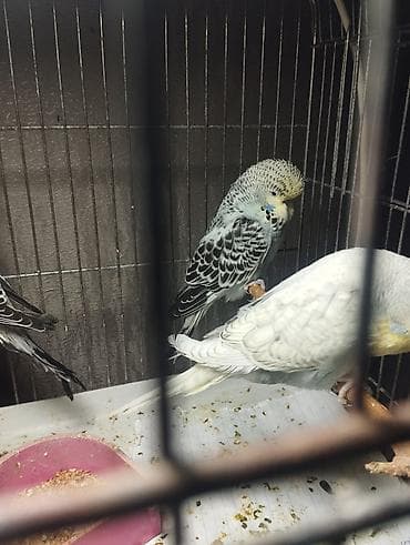 naxcivan heyvan elanlari: Jumbolar satilir,2 aylig balalardi biri mayadi 3 Erkey,qiymətlər — 7