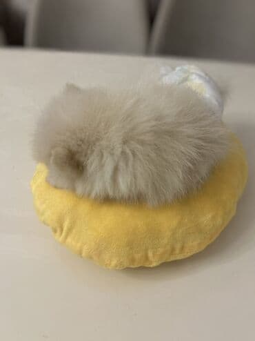 сколько стоит щенок акита ину: Шпиц, 3 месяца, Самец, С прививками — 3