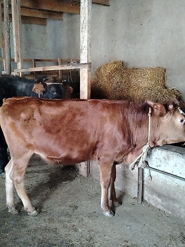 quzu satisi: Satışda: qırmızı rəngli dişi dana Xüsusiyyətlər: - Süd və ət — 6