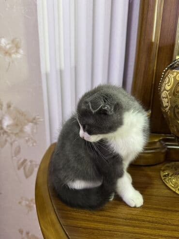 отдам в хорошие руки шотландского вислоухого котенка: Шотладская вислоухая, В добрые руки — 3