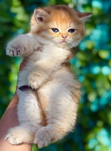 sotland pişik: Şotland — 9