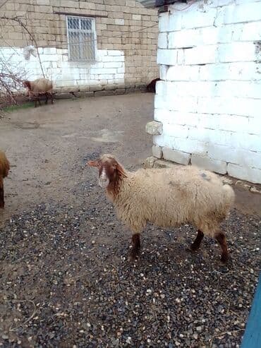 ana bala qoyun: Qoyun satılır boğaz di isteyen olsa yazsın video sun atım baxın real — 2