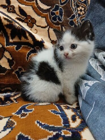 белый котенок в добрые руки: В добрые руки — 2