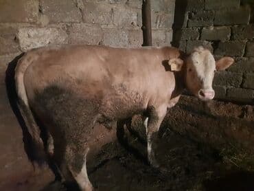 bakida cins ineklerin satisi: Super kok dana lazim olan gelsin canli baxsin — 1