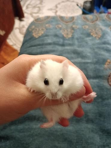 Грызуны: Şirin ağ rəngli xamyak (cunqarik) və tam dəst qəfəs😍😍 her şey daxil — 9