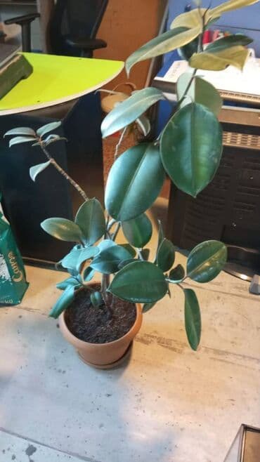 фикус дельтовидный: Fikus otaq bitkisi Unvan: Kohne guneshli, Shixlinski 57. 8 nomreli — 1