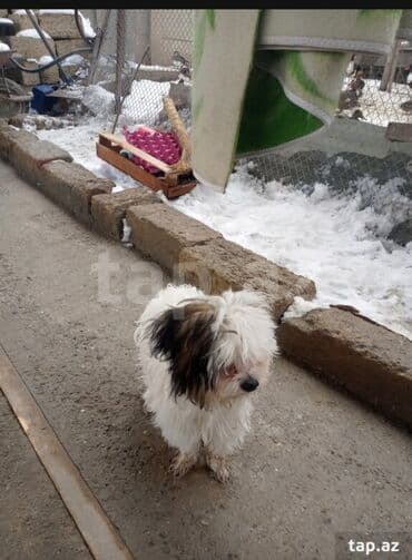 tüklü itlər: Malta bolonka, 1 il, Erkek, Peyvəndli, Ödənişli çatdırılma — 2