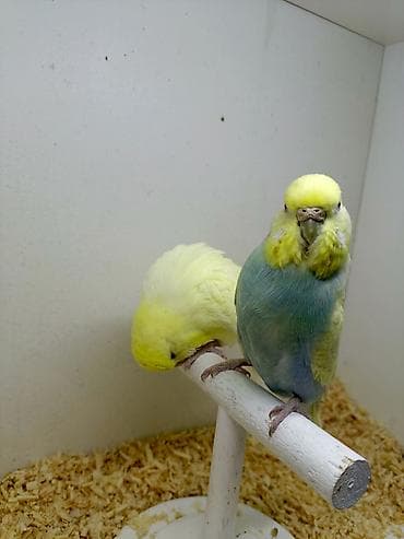 heyvan alqi satqisi: Hazır bala verən sağlam cütlükdü
Real alıcı ilə razılaşmaq olar — 5