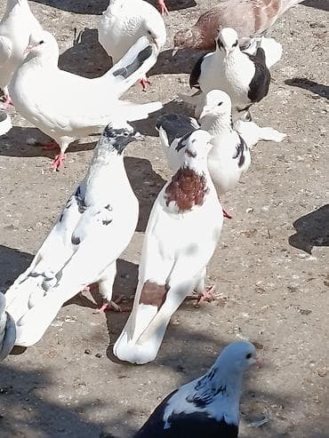 goyercinler satisi: Qırmızı boyun erkey 10 manat tutulmadı.Qusnanda dəyişərəm 2 dene maya — 1