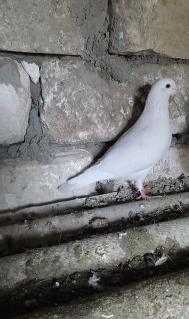 Daraq panellər: 3 də erkeydi ünvan Qazax Təsvir: - Rəng: tam ağ lələklər, qara gözlü — 1