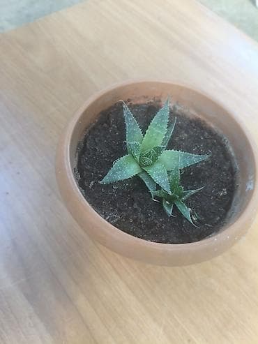 Sukulenti bitki – Haworthia (aloe-vari tip), kiçik gil dibçəkdə