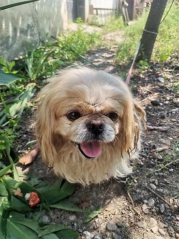 heyvanlar: Pekines, 11 ay, Erkek, Peyvəndli, Ödənişli çatdırılma — 3