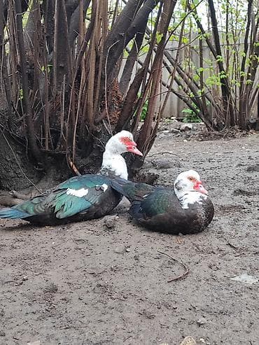 lalafo keci satisi: Bir cüt lal ördək satılır.heyratı fərəsi ilə barter mümkündür — 1