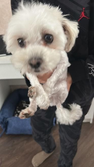 toyuq evi: Malta bolonka — 3