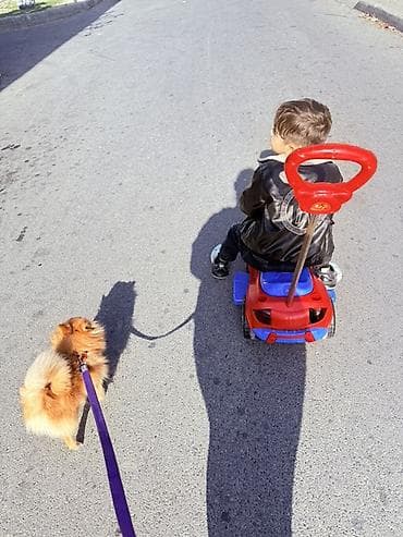 tap. az itler: Şpitz, 1 il, Dişi, Peyvəndli, Ünvandan götürmə, Pulsuz çatdırılma, Ödənişli çatdırılma — 7