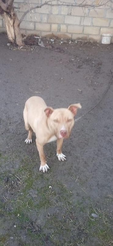 tap az pitbull: Pitbul, 6 ay, Erkek, Peyvəndli, Ünvandan götürmə — 2