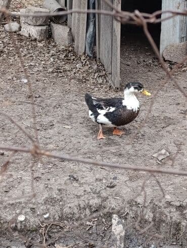 Коровы, быки: Самка, | Kuban, Для мяса, Платная доставка — 4