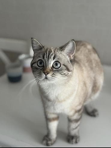 pişik pişik: Dişi — 1