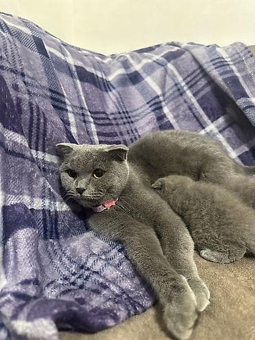 pişik adlari: Şotland, Dişi, Ünvandan götürmə — 1