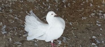 Satılır: Fantail tipli dekorativ göyərçin Xüsusiyyətlər: - Rəng