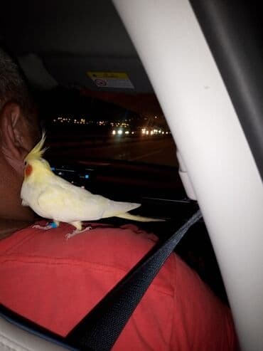 anqut quşu: Nimfa (cockatiel) papağanı - Növ: Nimfa (Nymphicus hollandicus) - — 5