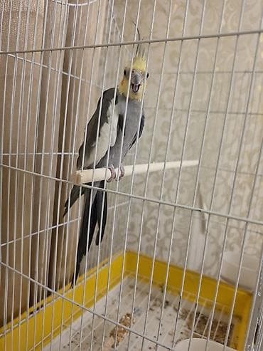 Nimfa (Cockatiel) papağanı və qəfəsi - Növlə: Nimfa (cockatiel)