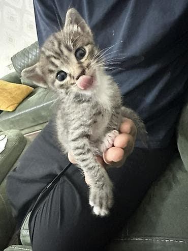 Pişiklər: Tabbi, Yaxşı əllərə — 3