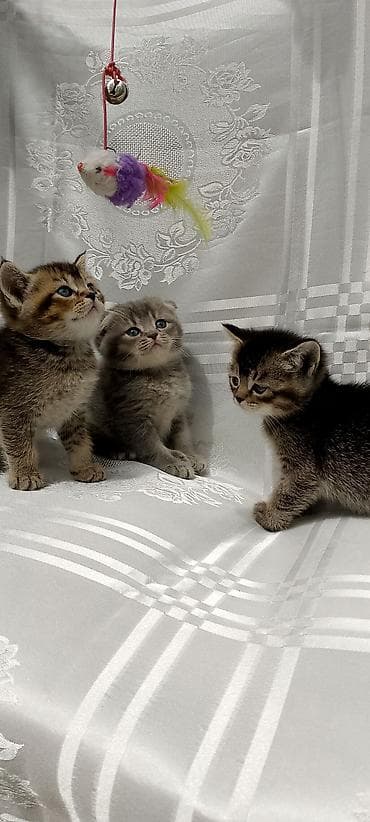 Pişiklər: Şotland yastı qulaq — 6