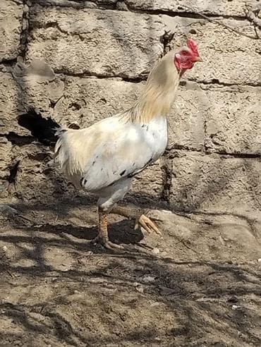 canavar balasi satilir: 9 aylıq Heyratı qarışıqlı xoruz satılır.Tam sağlam və aktiv xoruzdur — 2