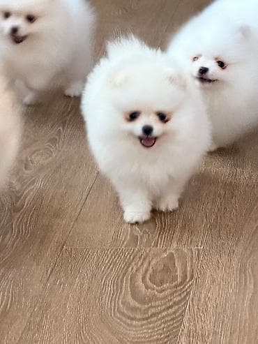 pop it: Şpitz, 2 ay — 4